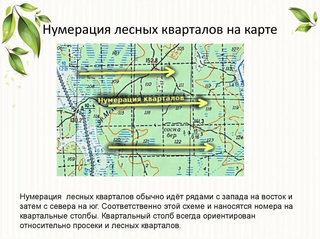 Масштаб леса. Размер квартала в лесу. карта кварталов леса. квартальные просеки на карте. схема лесного квартала с выделами.