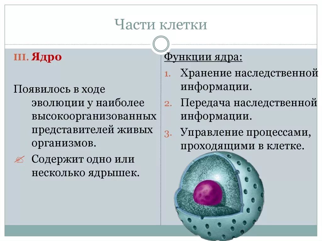 Основные части клетки. Части ядра клетки. Строение ядра клетки. Ядро строение и функции.