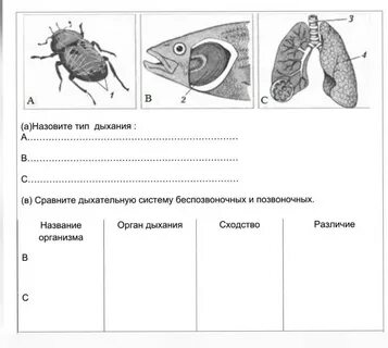 Дыхание беспозвоночных