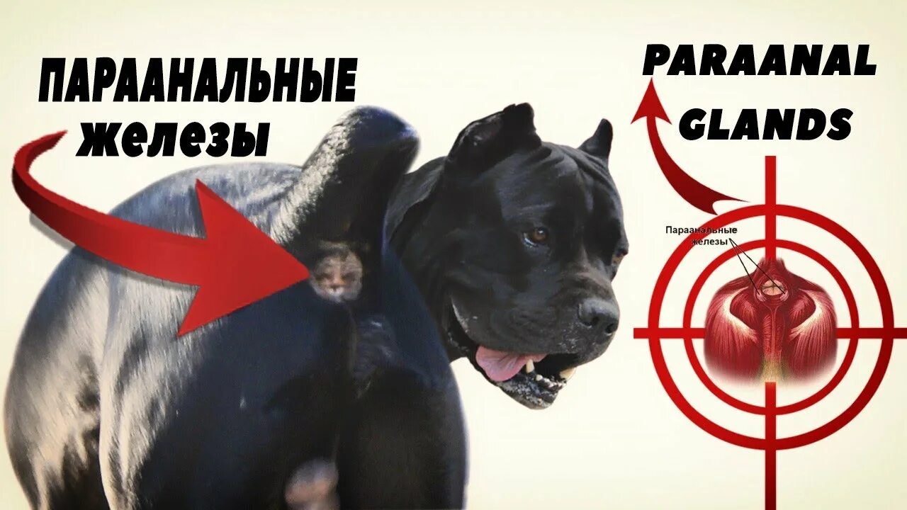 ПАРААНАЛЬНЫЕ ЖЕЛЕЗЫ У КОШЕК // Сеть Ветклиник БИО-ВЕТ - YouTube