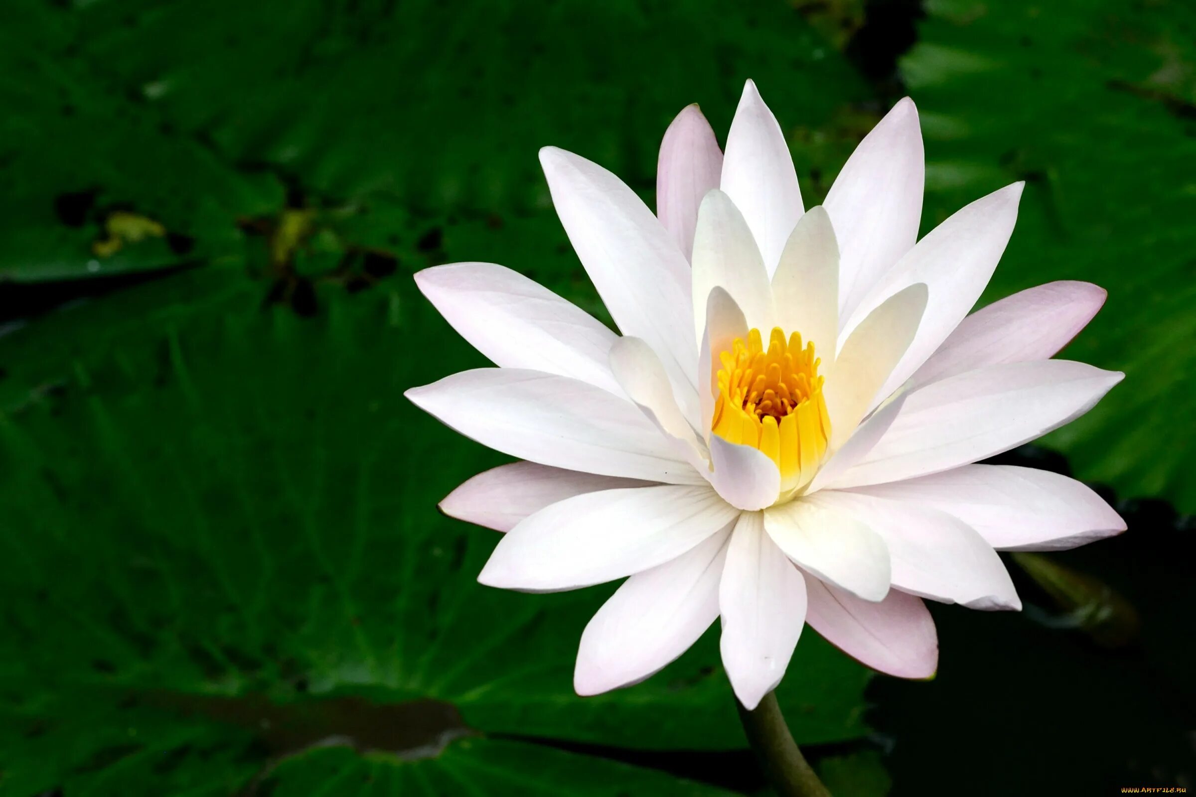 Маникам нимфея. Кувшинка белая водяная лилия. Лотос кувшинка водяная лилия. Кувшинка белая. Нимфея лотус.