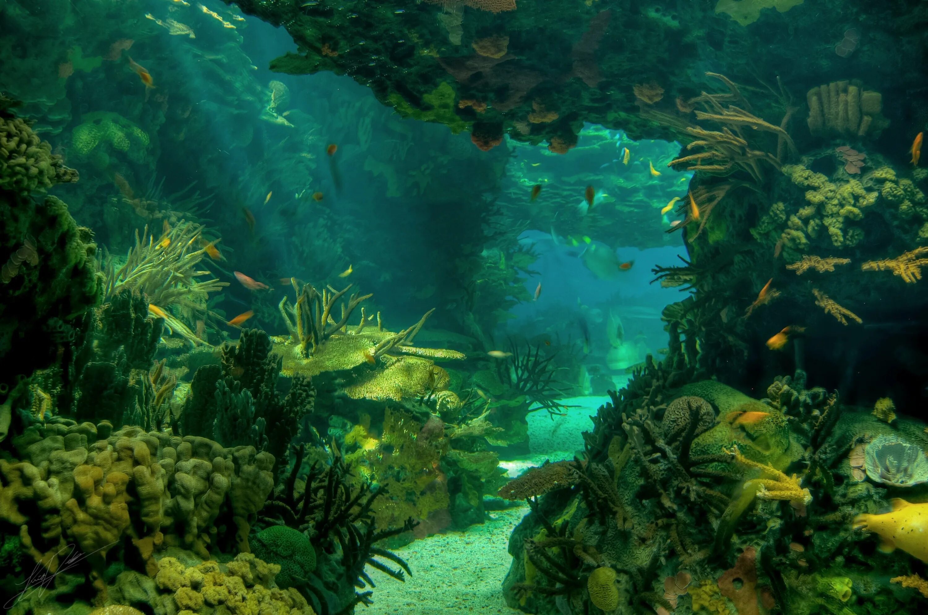 В воде рыбы водоросли. Морское дно. Подводный мир. Дно океана. Подводные пейзажи.