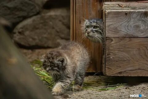 Котята манула в новосибирском зоопарке