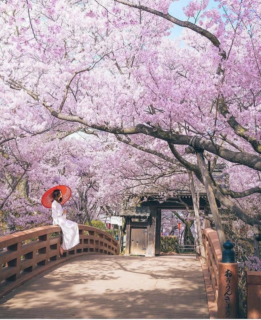 Сад цветущей сакуры. Япония цветение Сакуры парк. Цветущая Сакура в Японии. Цветение Сакуры в Японии сады. Йокогама парк Сакуры.