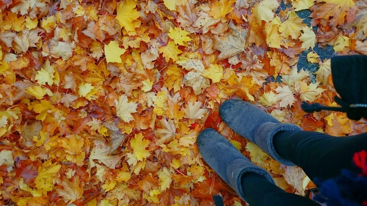Шелестит под ногами листва опавшая с деревьев. Осенние листья под ногами. осень листья под ногами. листья шуршат под ногами. шуршать осенними листьями.