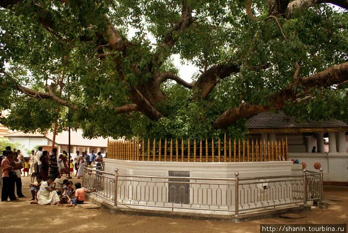 Kataragama Шри Ланка. Священное дерево Бакул. Священное дерево Шри Ланка. Дерево Ислама.