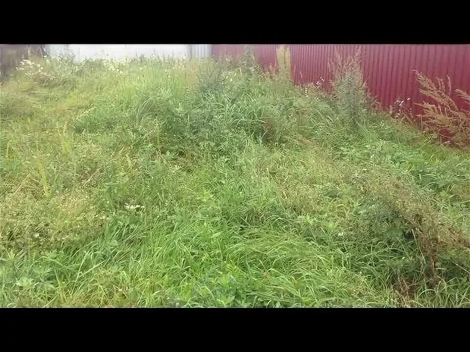 Купил заросший участок. Купил заросший участок