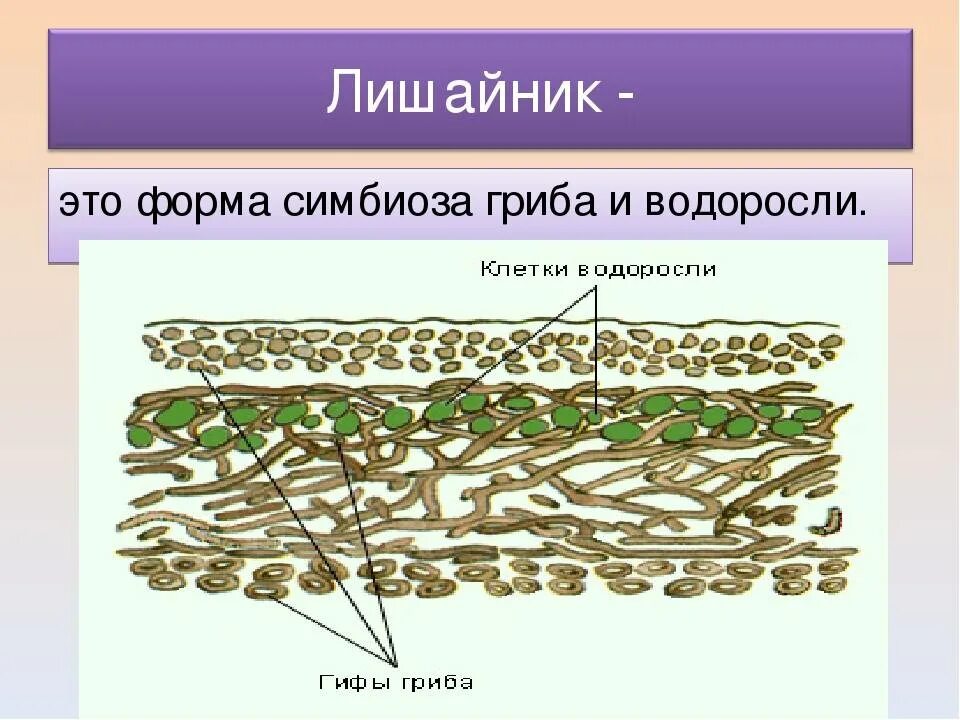 Неклеточное строение лишайника. Строение лишайника 5. Внутреннее строение лишайника. Симбиоз гриба и водоросли в лишайнике. Гриб снабжает лишайник