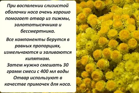 Цветы бессмертника инструкция