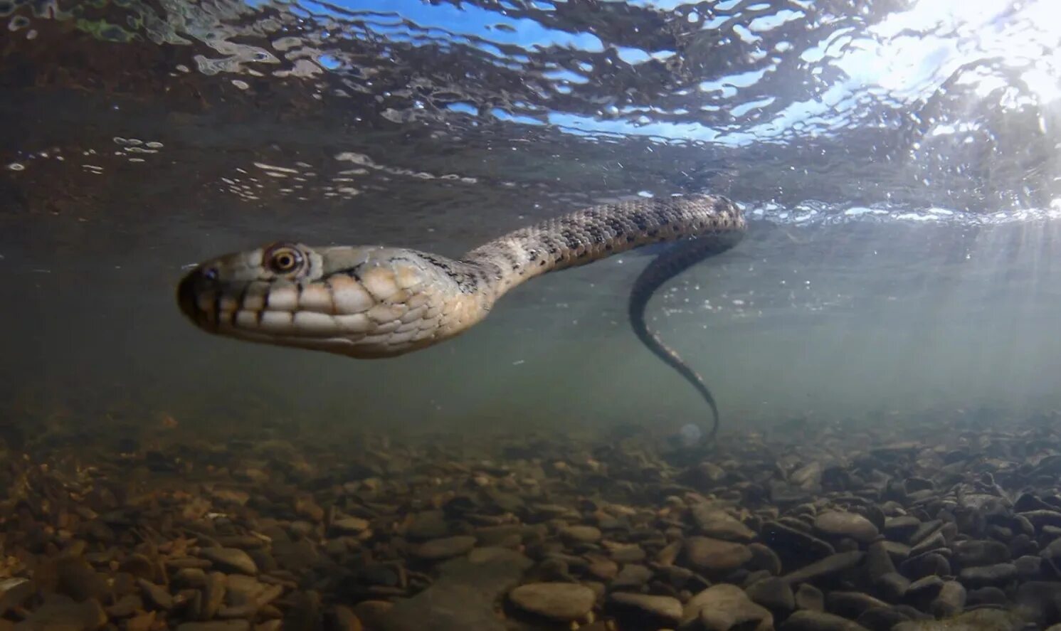 Водяная змейка. Водяной уж бычколов. Водяной уж (Natrix tessellata). Уж обыкновенный плавает. Змея водяной уж.