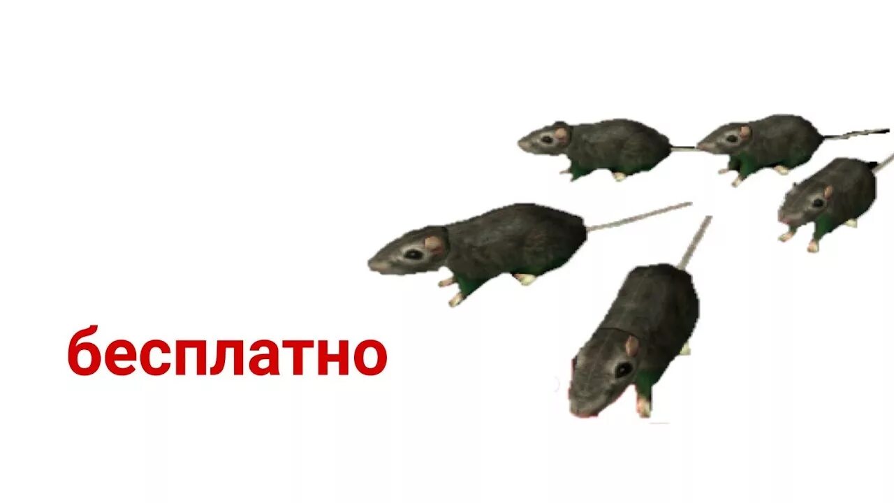Какой код в крысе