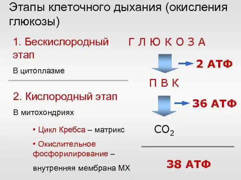 Образуется 2 атф в гликолизе. Схема кислородного этапа клеточного дыхания. Процесс дыхания (этапы процесса дыхания).. Клеточное дыхание схема этапов. Этапы кислородного дыхания таблица.