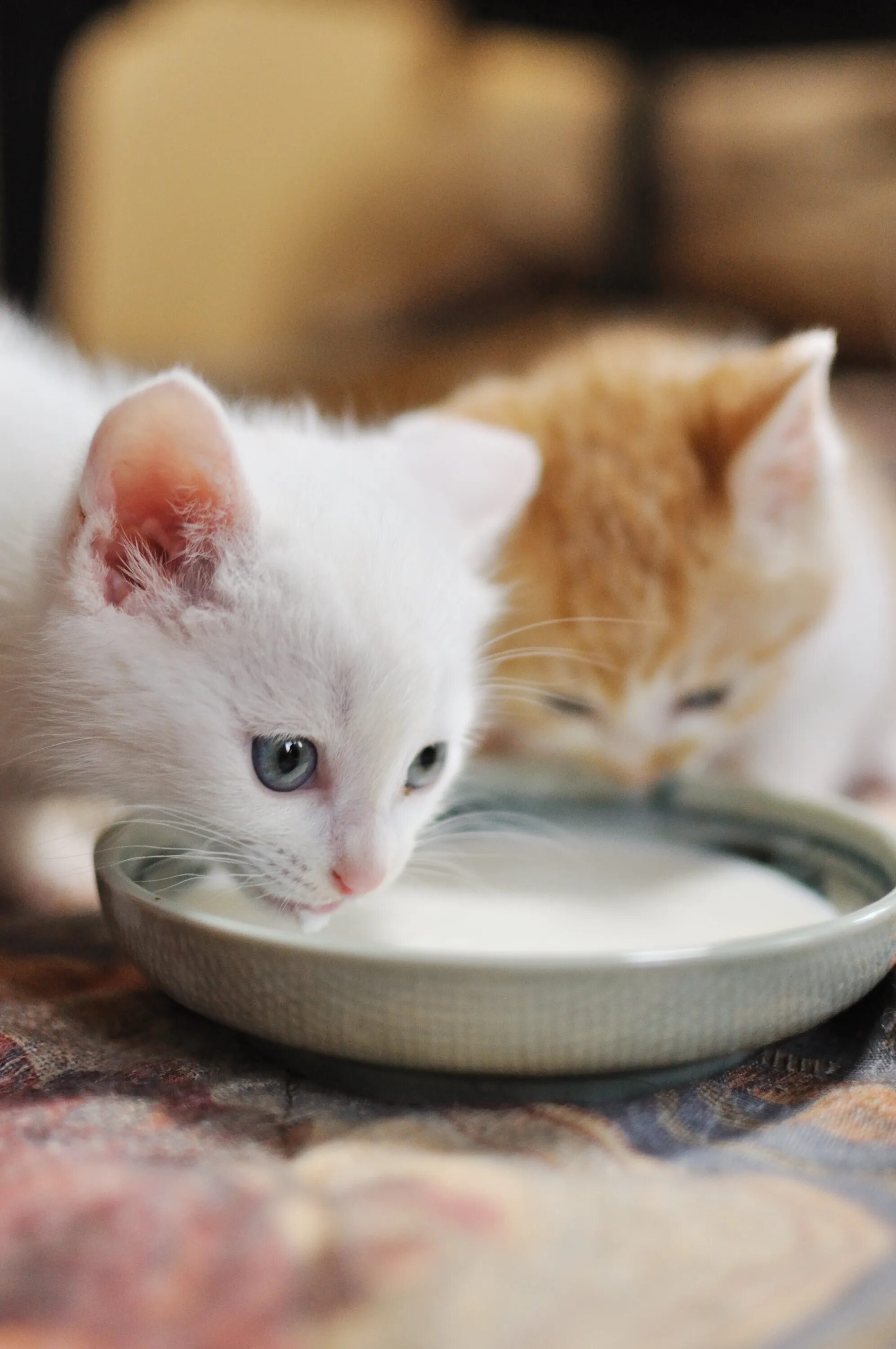 Should cat. Кошка молоко. Котик с молоком. Альтернативное молоко котик еда. Самый милый котик молоко.