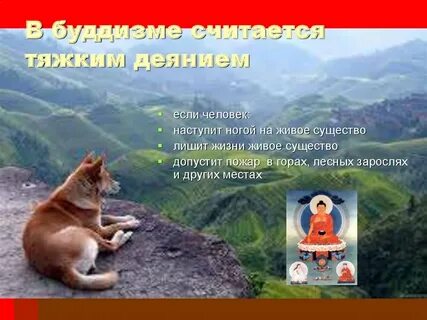 Отношение к живым существам