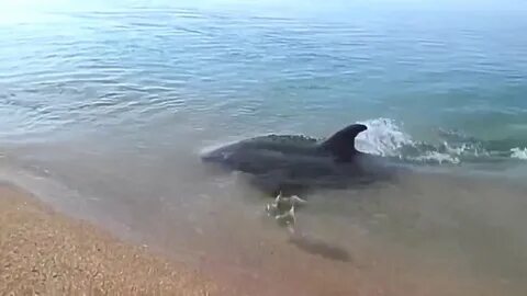 Видео где дельфины