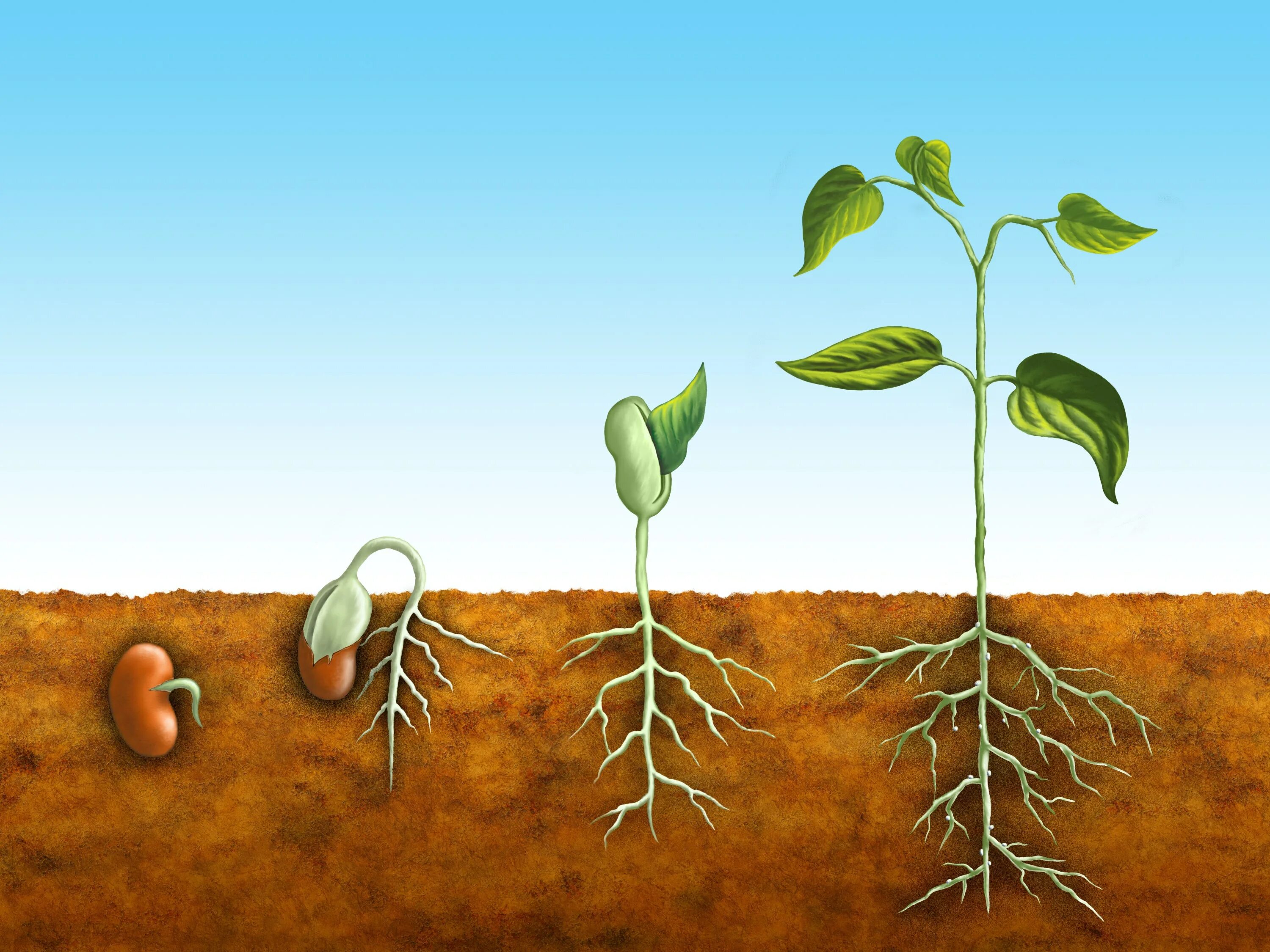 Прорастание семян. Рост растений. Семечко в земле. Прорастание семян для детей. Признаки описывающие рост растения