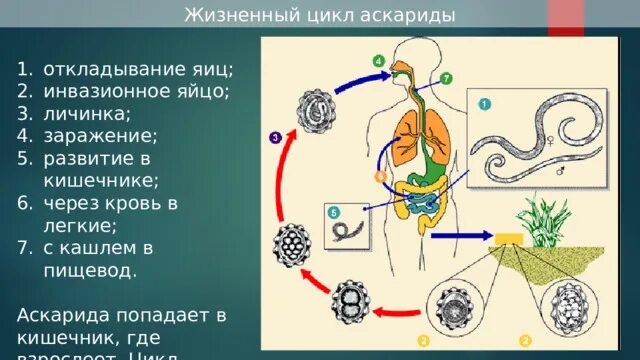 Жизненный цикл аскариды