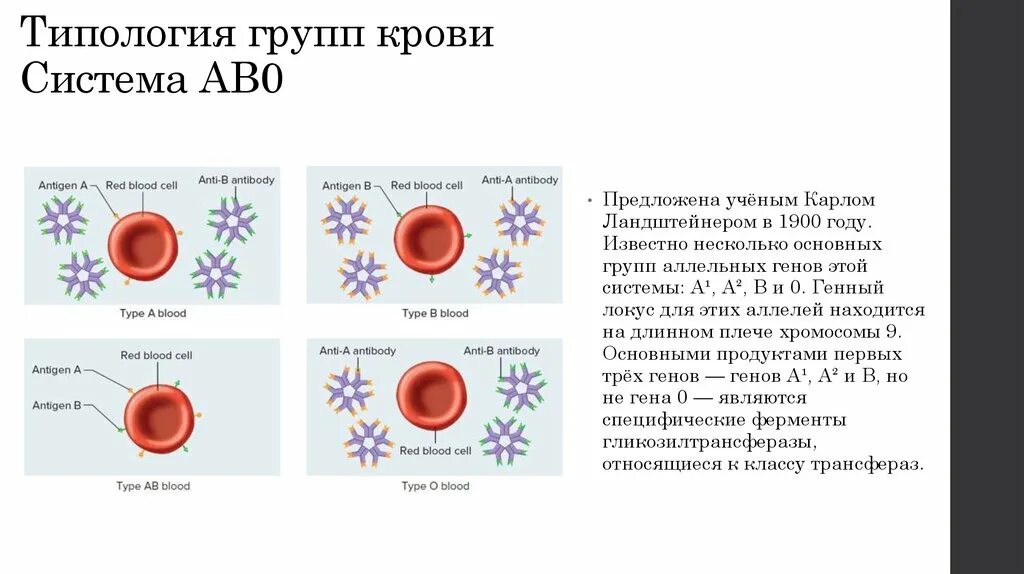 Что делает группа крови. Система ab0 группы крови. Ab0 группа крови. Система крови ab0. Характеристика групп крови системы ab0.