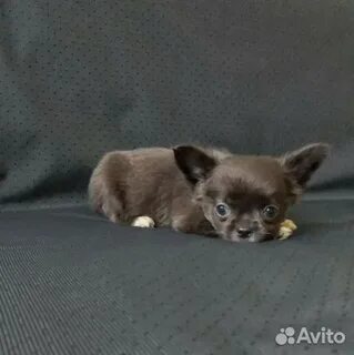 Чихуахуа омск