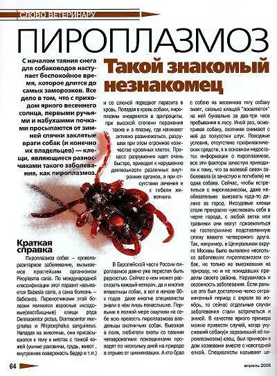 Пироплазмоз после лечения. Иксодовый клещ пироплазмоз. Переносчики пироплазмоза. Пироплазмоз симптоматика. Пироплазмоз этиология.