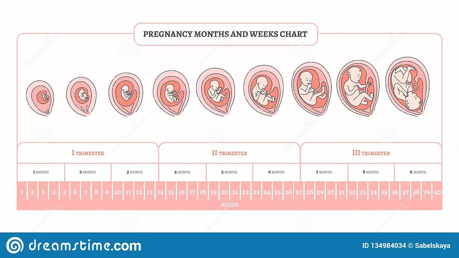 Периоды развития плода по неделям в картинках. Стадии формирования плода по неделям беременности. Триместры беременности по неделям и месяцам таблица. Периоды развития плода по триместрам. 40 недель и 1 день