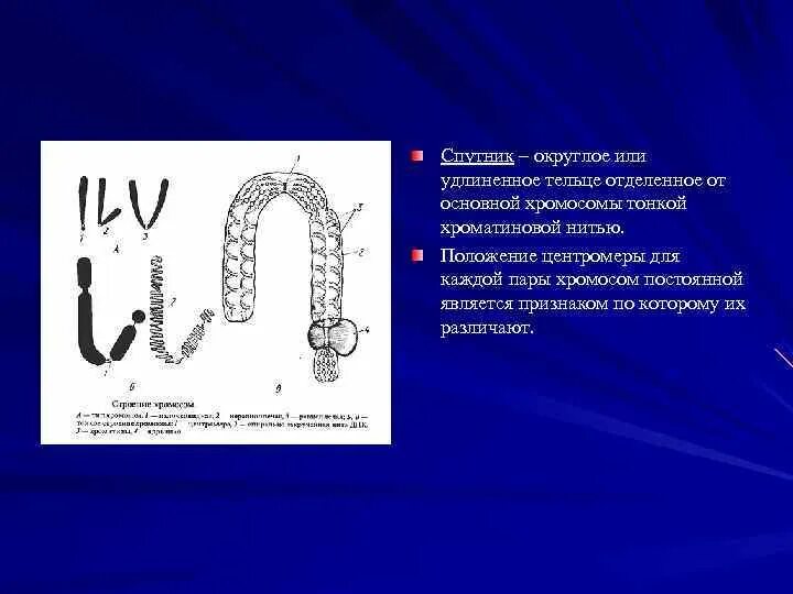 Функция вторичной перетяжки