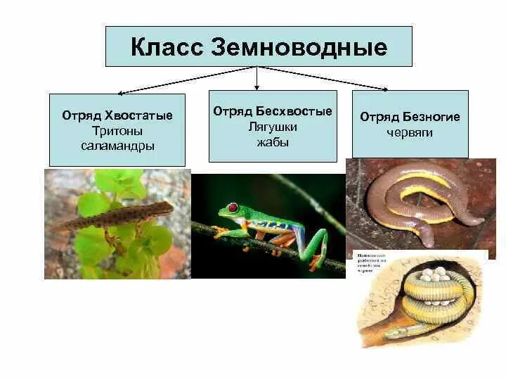 Класс земноводные вариант 1. Отряд хвостатые среда обитания. отряды земноводных. отряды хвостатые бесхвостые безногие. отряд безногие хвостатые бесхвостые земноводные.