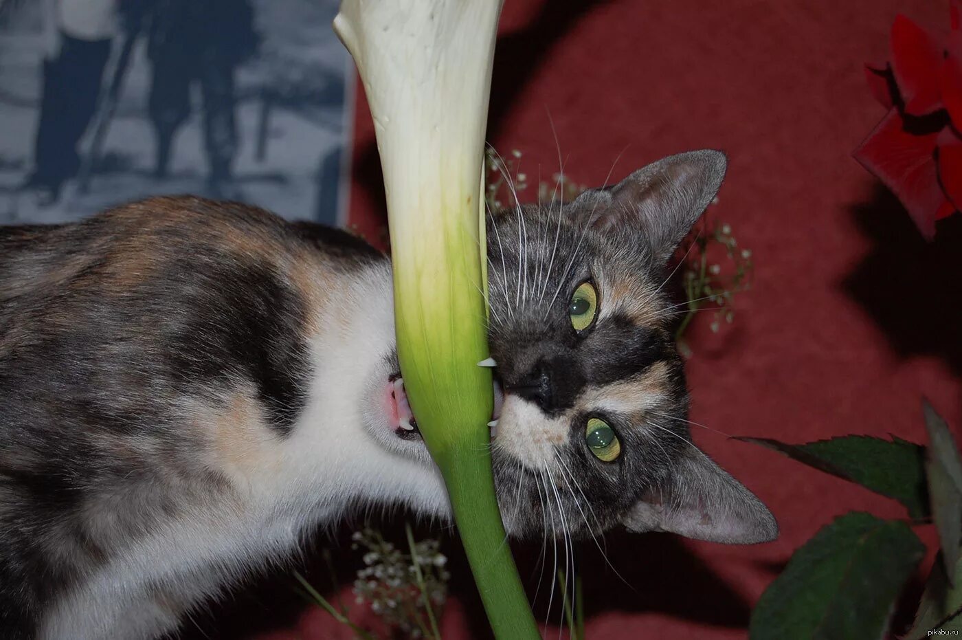 Кот ест комнатные растения. Кошка ест цветы. Цветы которые едят кошки. Цветы которые любят кошки. Кошка съела тюльпан