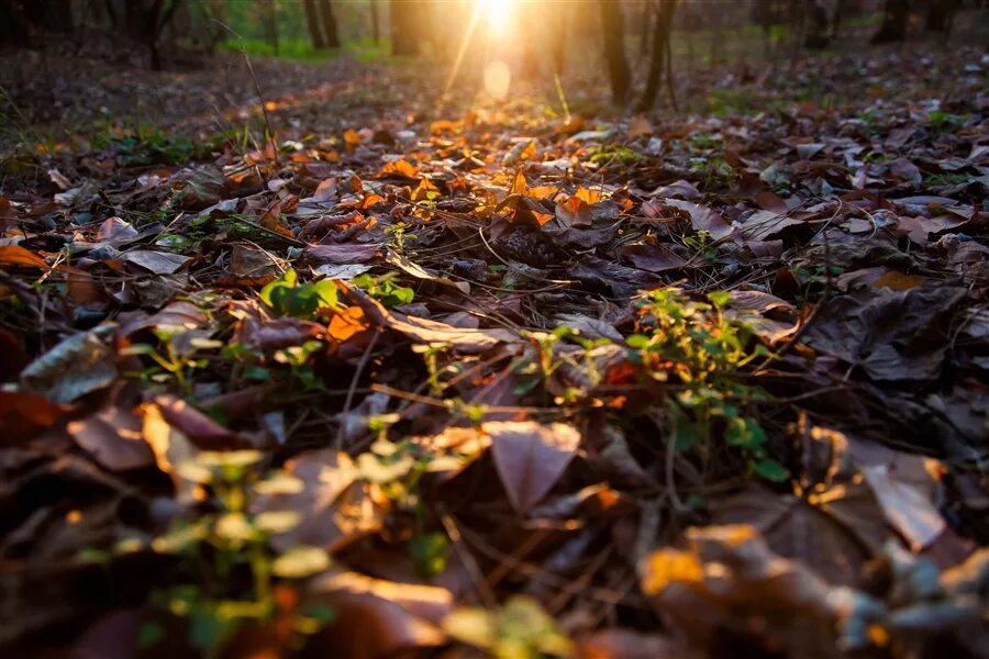 Включи света осень. Осенний свет. Щепкина т. осенний свет.
