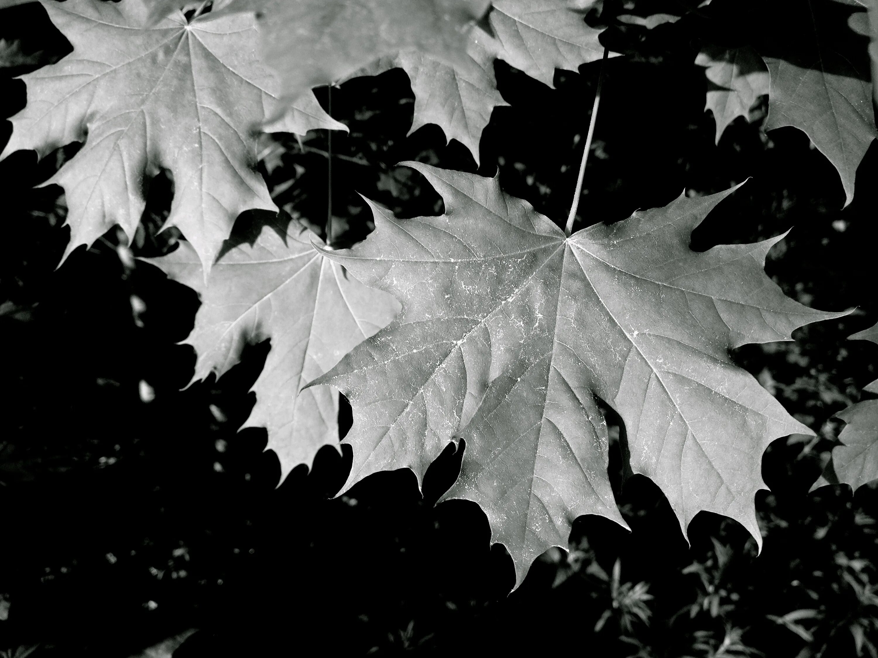 The black leaves. The black leaves. The black leaves. The black leaves. Эстетика зеленого.