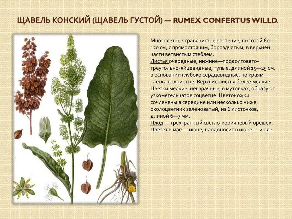 Щавель конский ЛРС. Щавель конский (Rumex confertus). Щавель конский (Rumex confertus) семена. Конский щавель (Rumex crispus). Женский орган в виде щавеля