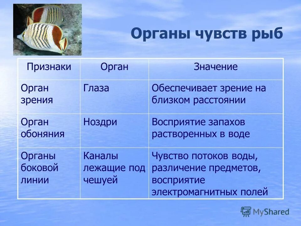 Особенности рыб 2 класс. Органы чувств рыбы таблица 7 класс биология. Органы чувств у рыб 7 класс биология. Надкласс рыбы органы чувств. Характеристика органов чувств у рыб.