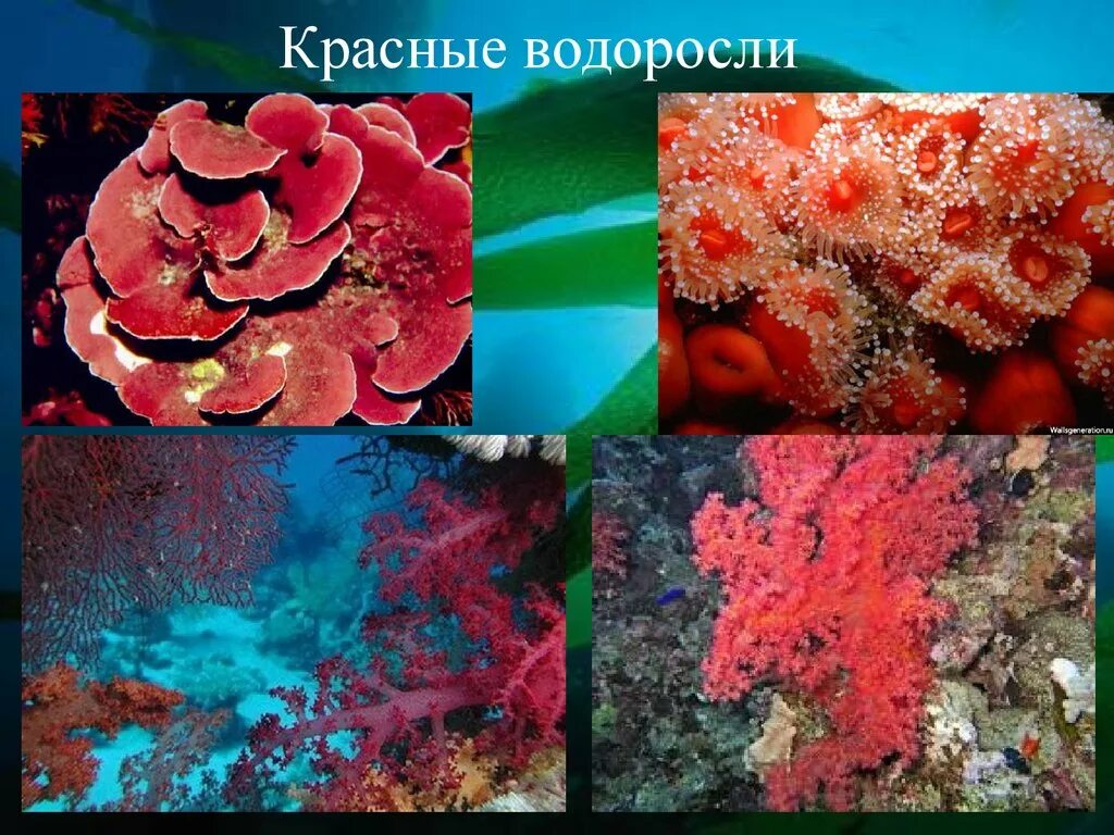 Красные водоросли 7 класс. Багрянки представители. Отдел красные водоросли багрянки представители. Представители зеленых красных и бурых водорослей. Красные морские водоросли.