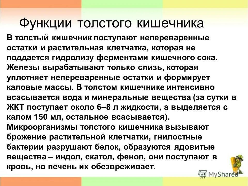 Какие функции толстого кишечника