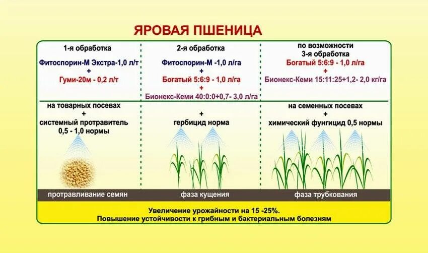 При какой температуре работают удобрения. Удобрение Яровой пшеницы схема. Схема высева Яровой пшеницы. Схема уборки Яровой пшеницы. Обработка фунгицидами озимой пшеницы.