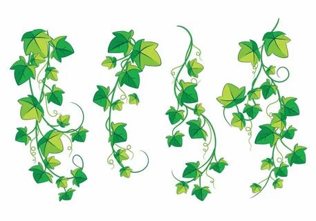 Ivy image - vector clip art online, royalty free & public domain