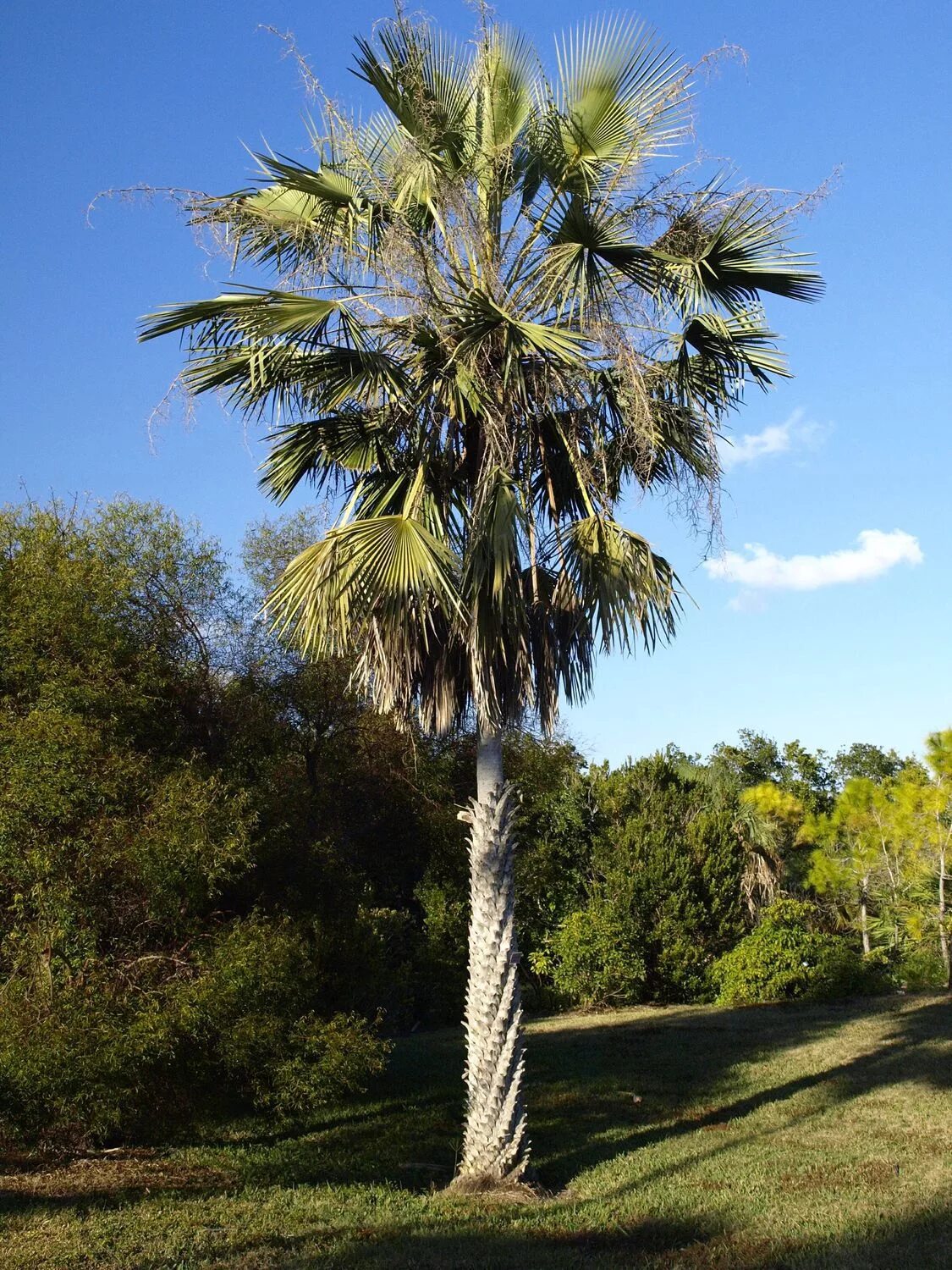 Бразилия пальма карнауба. Copernicia prunifera. Бразилия пальма карнауба. Copernicia cerifera wax. Пальмы copernicia cerifera.