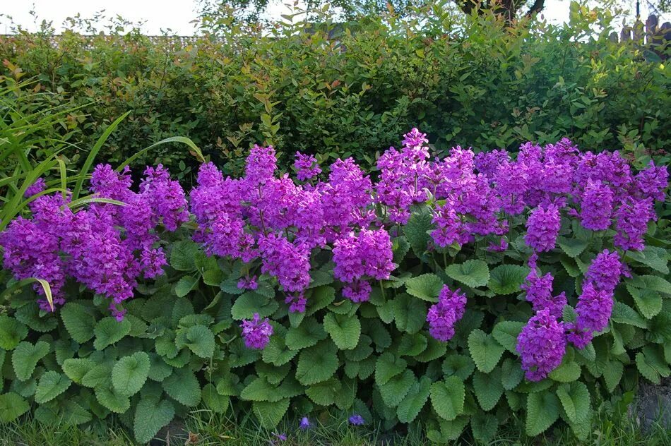 Буквица грандифлора. Буквица стахис. Буквица бетоника betonica officinalis. Буквица цветок многолетник. Stachys macrantha.