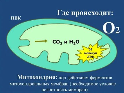 Последовательность образования атф в митохондриях