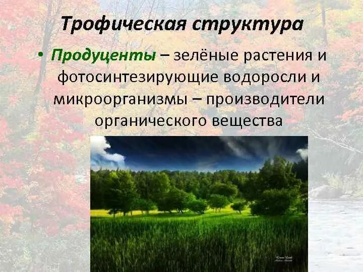 Трофическая структура сообщества. Зеленые растения продуценты. Водоросли продуценты. : Зеленая водоросль продуцент. Комнатные растения продуценты.