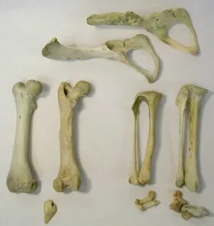 Кости казенного