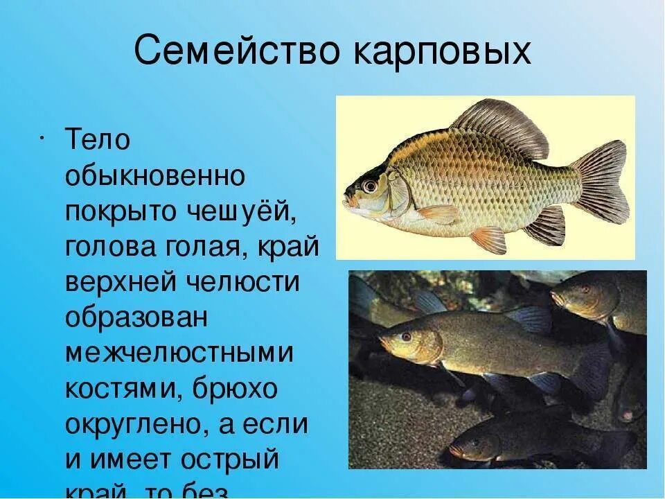 Особенности карпообразных. Карповые семейство рыб. Характеристика семейства карповых рыб. Характеристика семейства карповых. Характеристика карповых рыб.