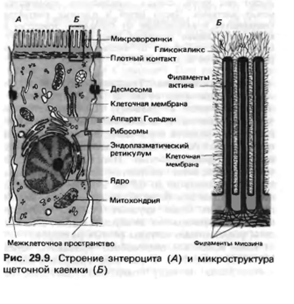 Строение микроворсинки гистология. Строение микроворсинок. Схема строения микроворсинки. Микроворсинки щеточной каемки. Микроворсинки это