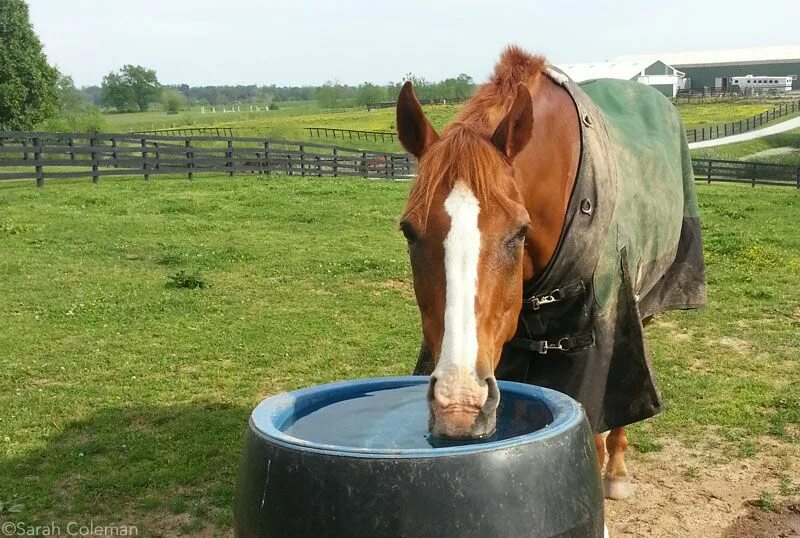 Horse drink. Лошадь пьет. Лошадь пьет воду. Пьющая лошадь. Лошади в воде.