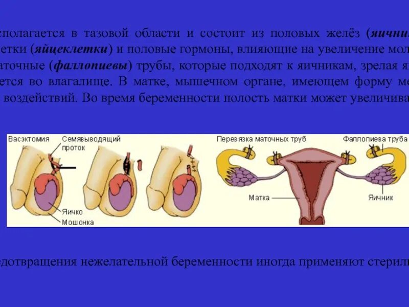 4 женская половая железа. Женские половые железы. Мужские и женские половые железы. Женские половые железы яичники.