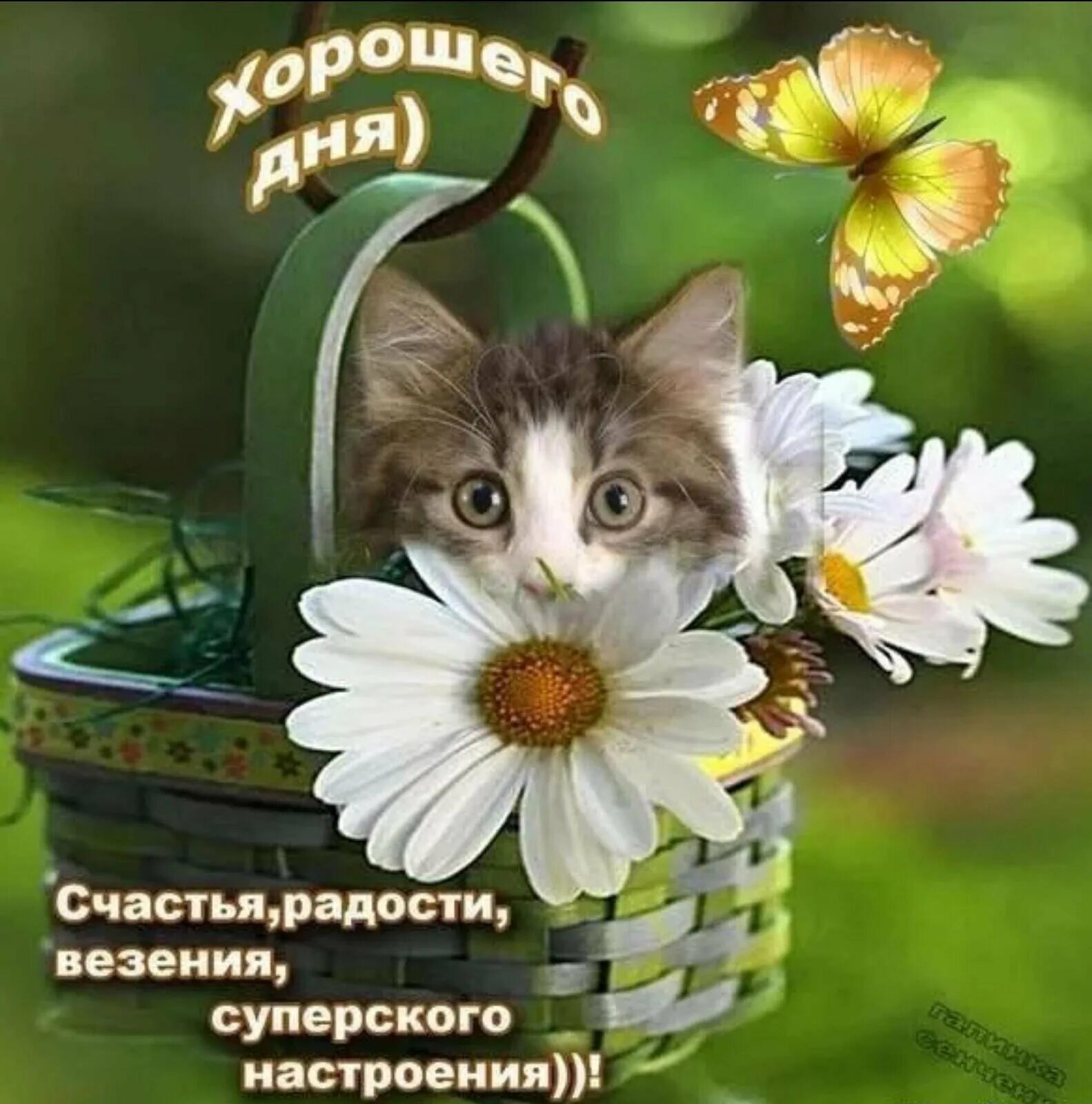 Самого лучшего дня тебе и настроения. Хорошего дня и отличного настроения. прекрасного дня и настроения. хорошего дня и отличного настроени. поздравления с хорошим настроением.
