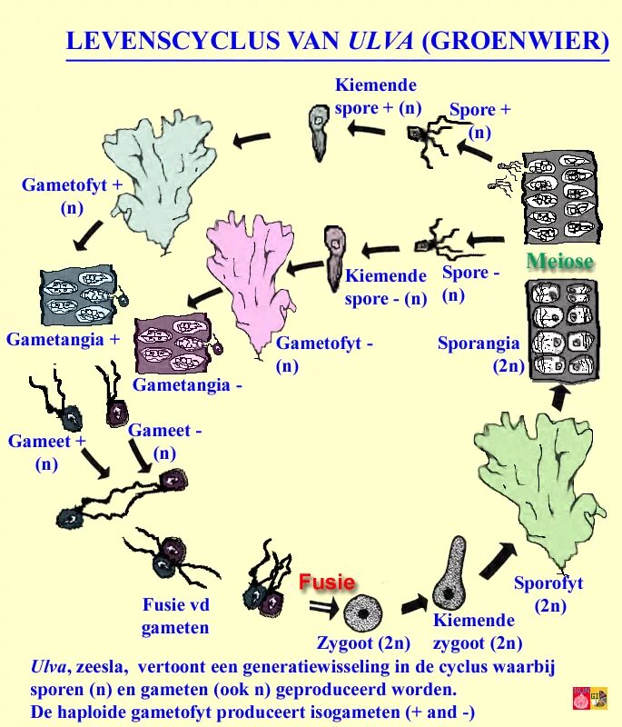 Стадия жизненного цикла водорослей. Жизненный цикл водорослей Ульва. Жизненный цикл ульвы схема. Цикл развития ульвы схема. Ульва цикл развития.