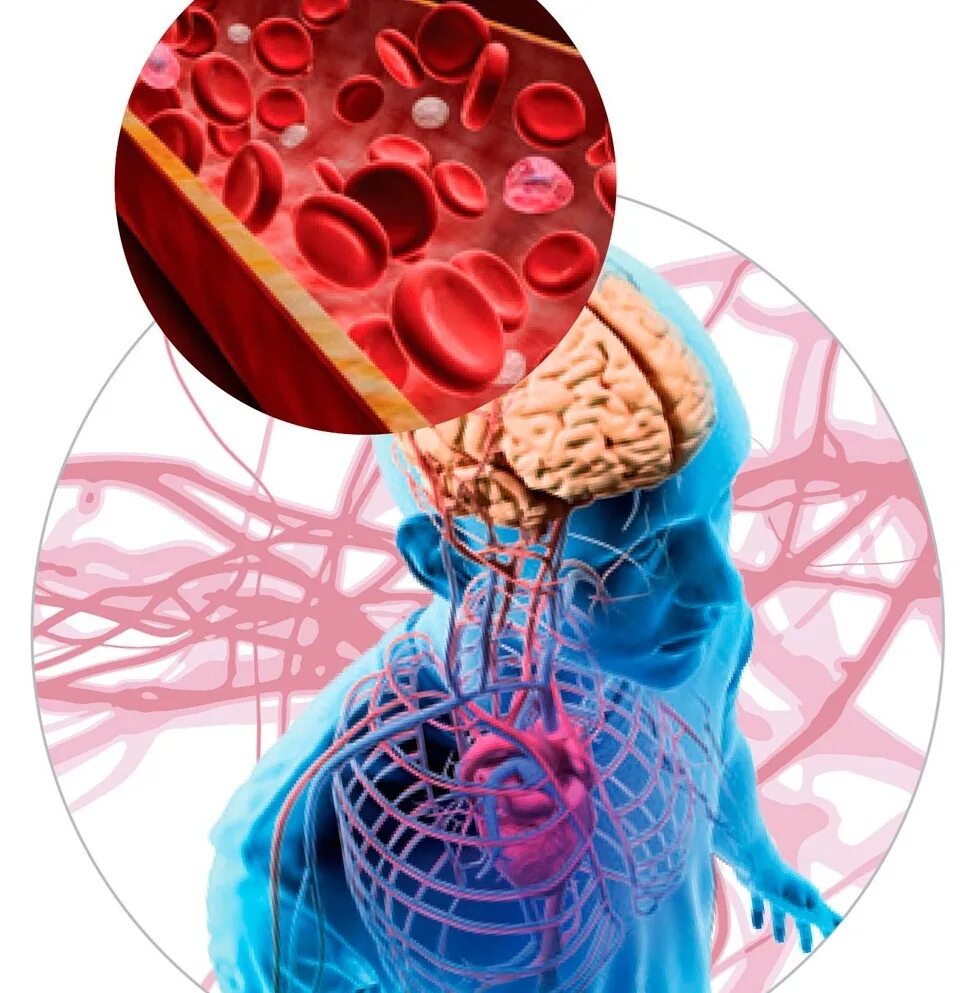Кровообращение нормализация. Гипоксия. Кислородное голодание тканей. Нарушение кровоснабжения различных органов и тканей.