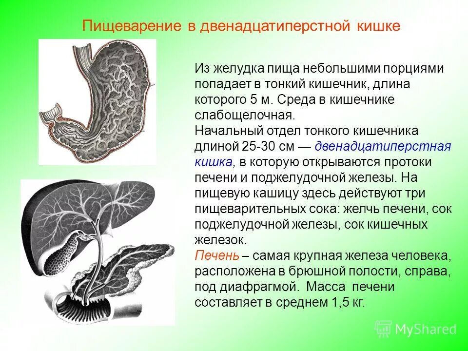 Функции желчи в двенадцатиперстной кишке