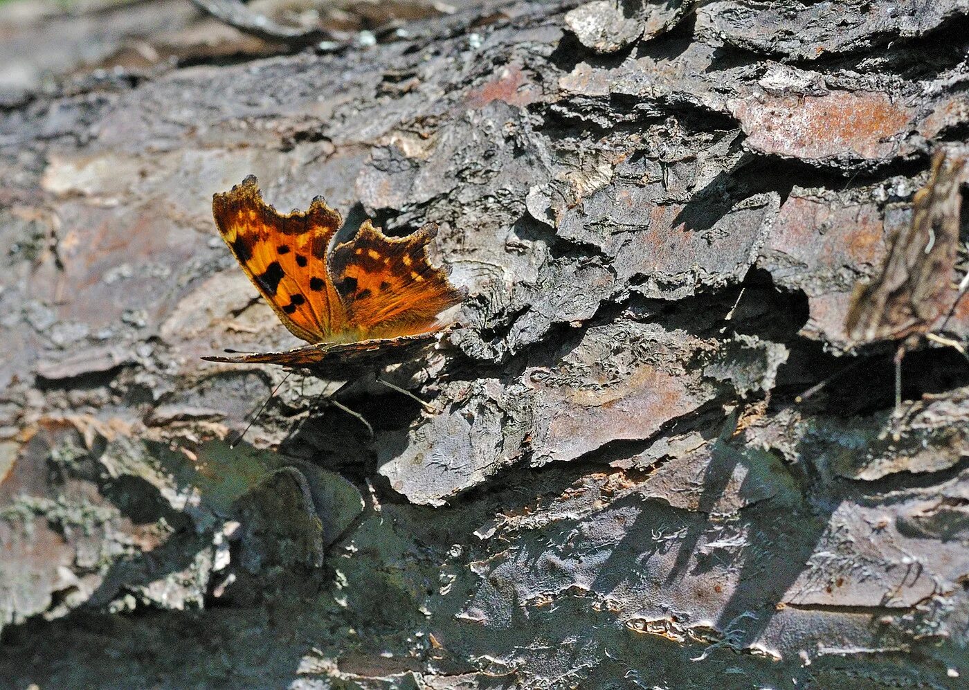 Какую среду освоила крапивница. 82. Aglais urticae – крапивница. Покровительственная окраска бабочки. Бабочка крапивница. Защитный окрас бабочек.